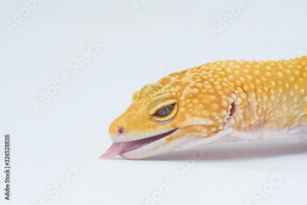 Obraz lizard on white background