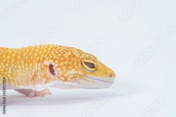 Obraz gecko in white background