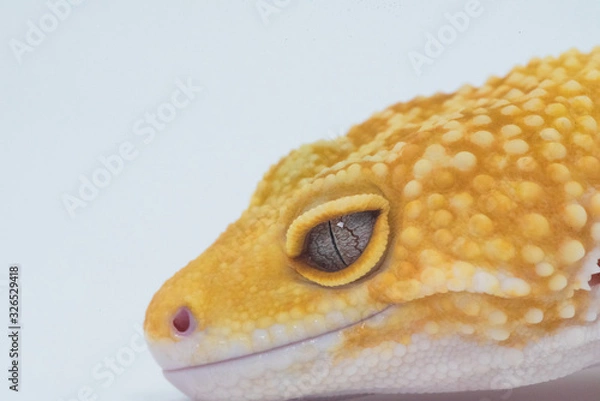 Obraz gecko portrait