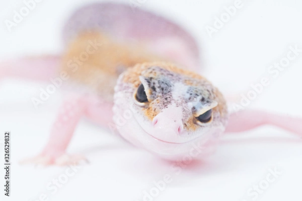 Obraz Gecko Portrait