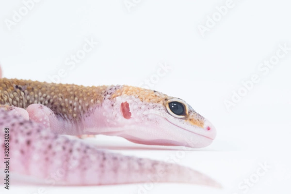 Obraz Gecko Portrait