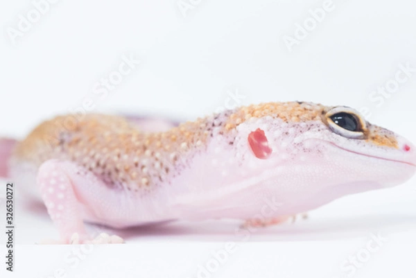 Obraz Gecko Portrait