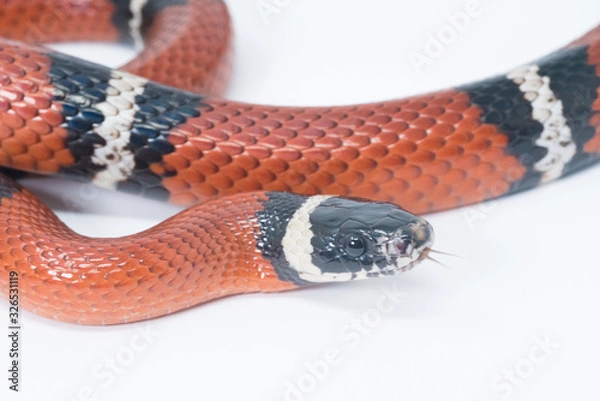 Obraz Snake in white background