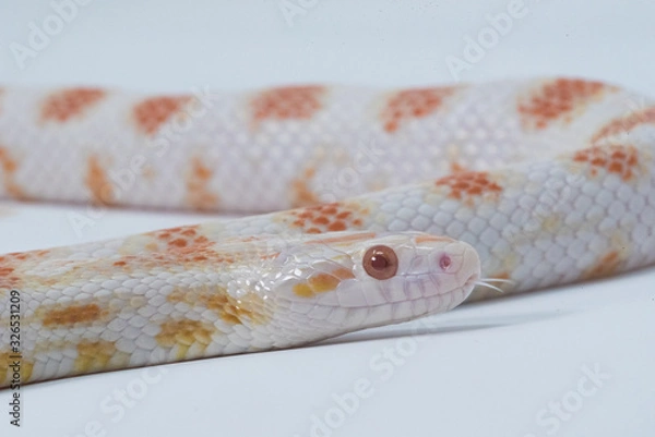 Obraz Snake in white background