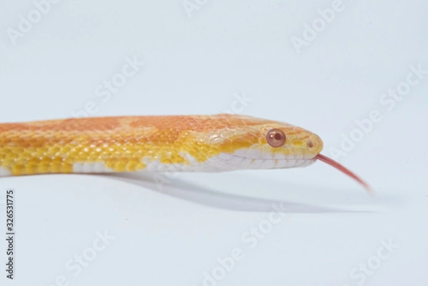 Obraz Snake in white background