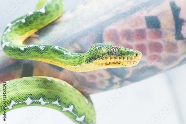 Obraz Snake in white background
