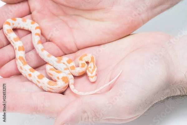 Obraz Snake in white background