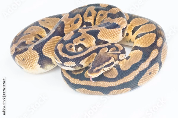 Obraz Snake in white background