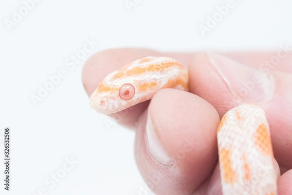 Obraz Snake in white background