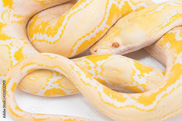 Obraz Yellow Snake