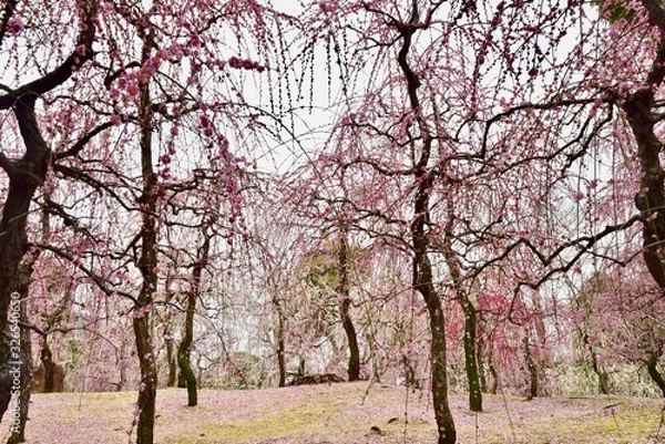 Obraz 京都の梅の城南宮