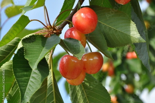 Obraz cerises bigarreau de variété 'Napoleon'