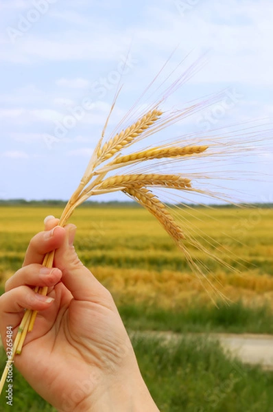 Obraz holding wheat