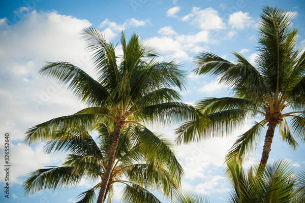 Fototapeta Palm trees with afternoon light and blue sky