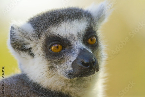 Fototapeta lemur catta portrait
