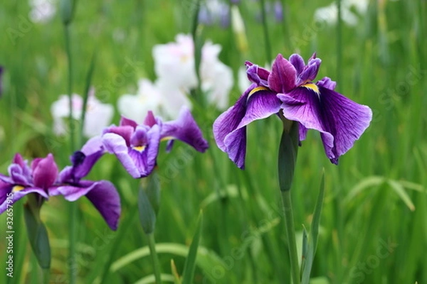 Obraz 花菖蒲 春の海 (堀切菖蒲園)