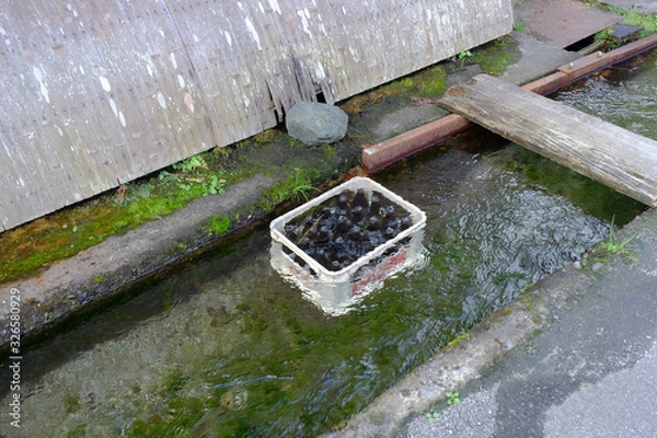 Obraz 川で冷やすビール