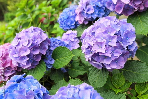 Obraz アジサイ (葛飾水元公園)