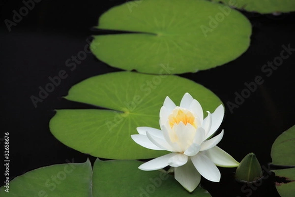 Obraz 睡蓮 (小石川後楽園)