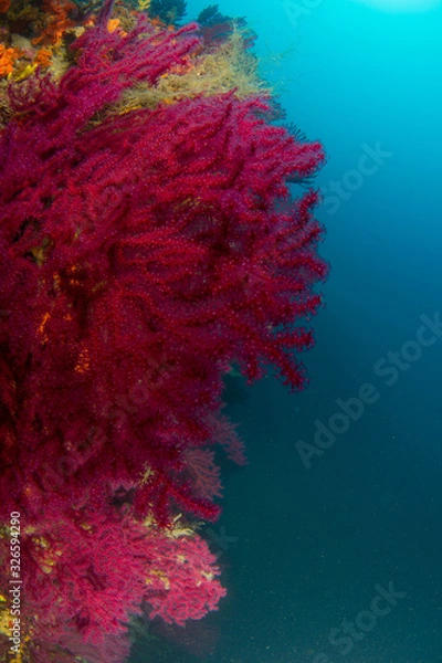 Obraz Red Corals Undersea