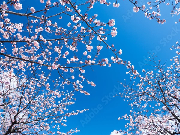 Fototapeta 青空と桜の花