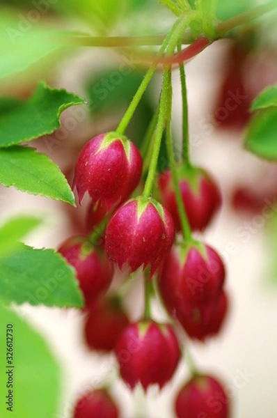 Fototapeta ドウダンツツジ　赤い花