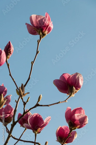 Obraz blooming pink magnolia blossoms on a branch