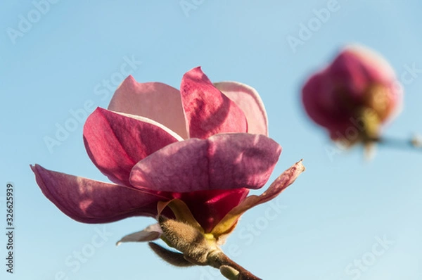 Obraz blooming pink magnolia blossoms on a branch
