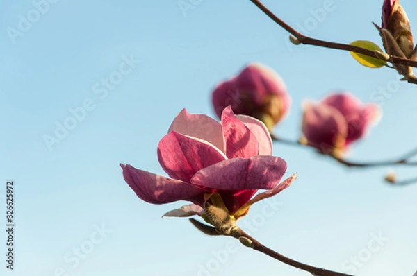 Fototapeta blooming pink magnolia blossoms on a branch