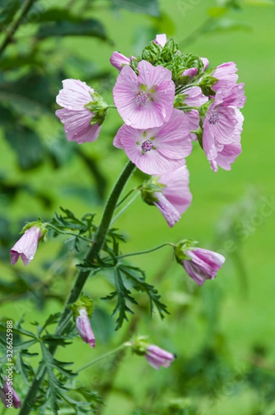 Obraz white and pink blooming Sidalcea Checkerbloom
