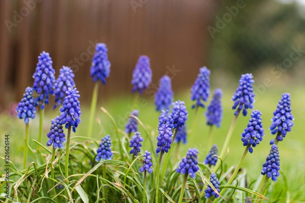 Obraz closeup of blooming blue Grape hyacinth