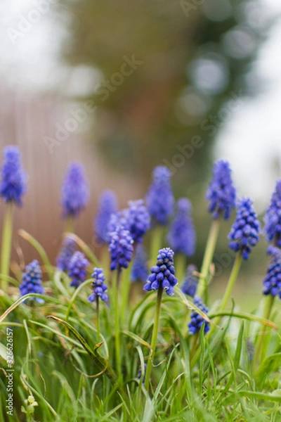 Fototapeta closeup of blooming blue Grape hyacinth