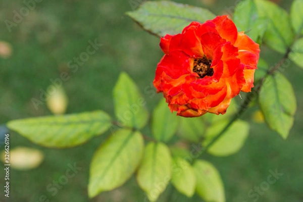 Obraz closeup of blooming red and orange rose