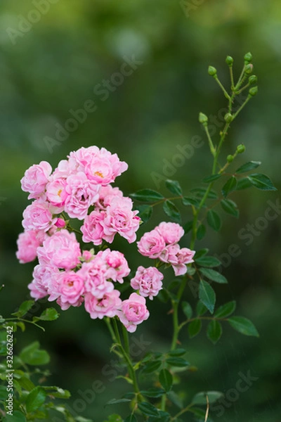 Obraz small pink rose blossoms and buds on a branch