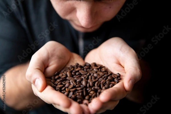 Fototapeta Barista man holds roasted coffee grains in his hands and sniffs them