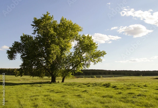 Obraz lone tree in field