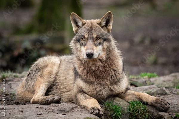 Obraz Grey wolf in the forest