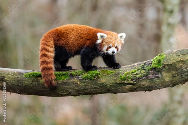 Obraz Red panda walking on the tree