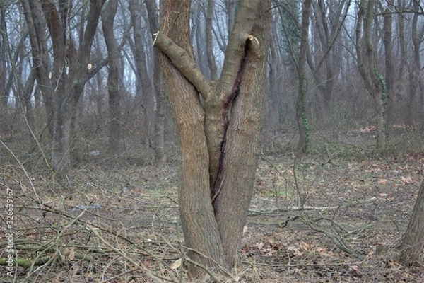 Fototapeta miracle tree