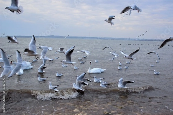 Fototapeta swans gulls