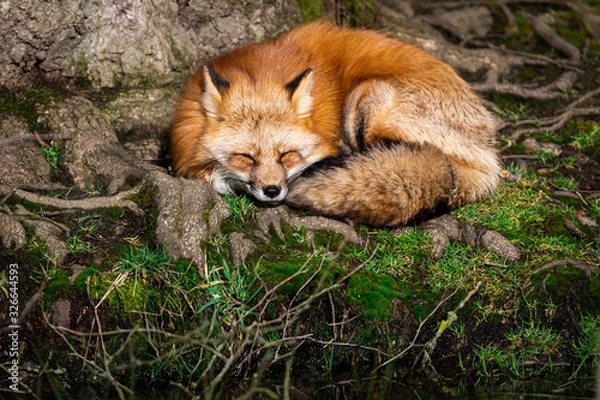 Obraz Red fox sleeping in the forest