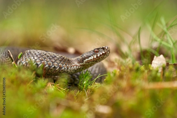 Obraz Female of European viper Vipera berus in Czech Republic