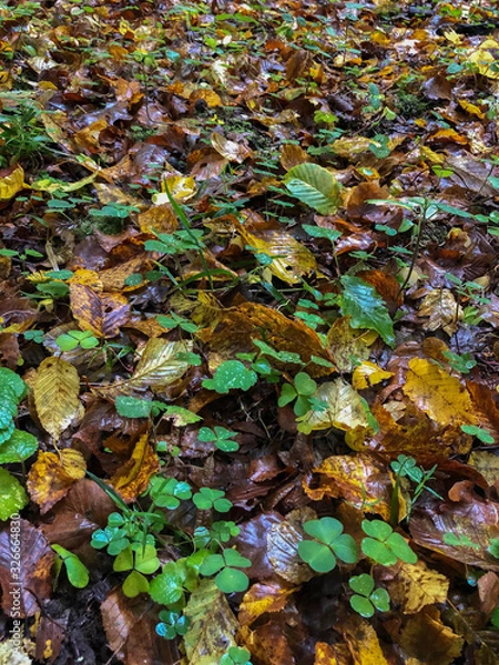 Fototapeta Fallen foliage