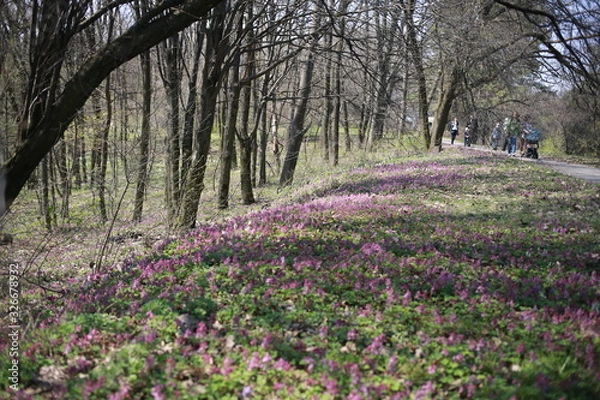 Fototapeta  spring primroses on nature in spring, spring forest, background