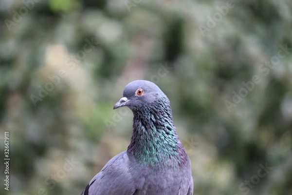 Obraz Rock Pigeon portrait