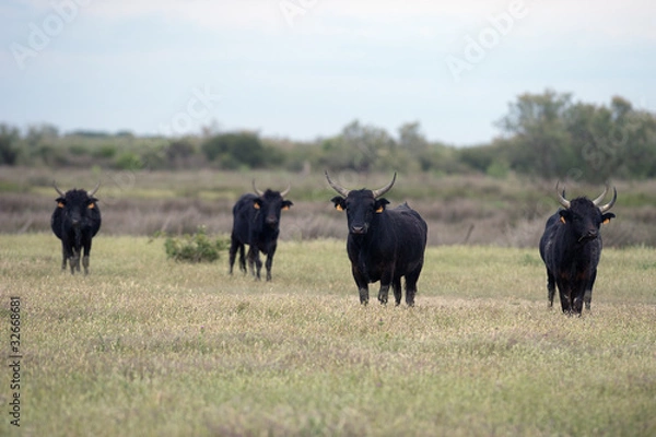 Obraz Camargue bulls