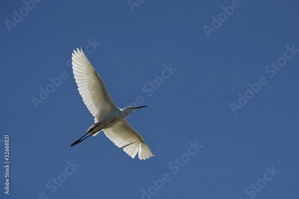 Obraz Egret (Egretta garzetta)
