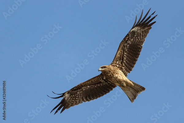 Fototapeta とんび