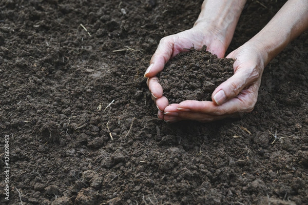Fototapeta Closeup hand of person holding abundance soil for agriculture or planting peach.