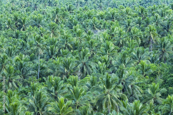 Fototapeta View from above, stunning aerial view of a palm tree forest is Siargao, Philippines. Siargao is a tear-drop shaped island in the Philippine Sea.